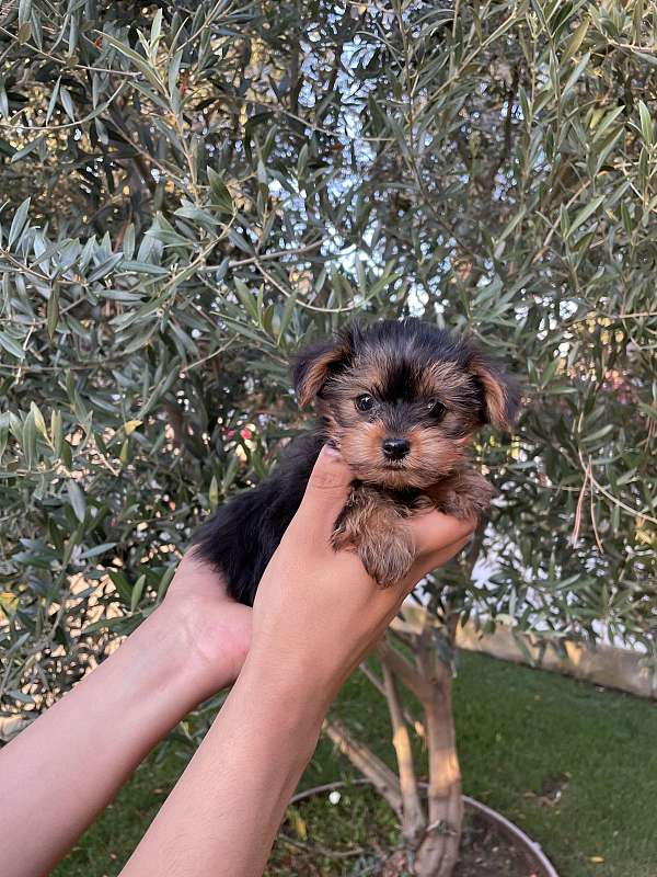 Healthy CKC Yorkie Puppies