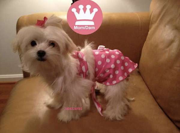 price-puppy