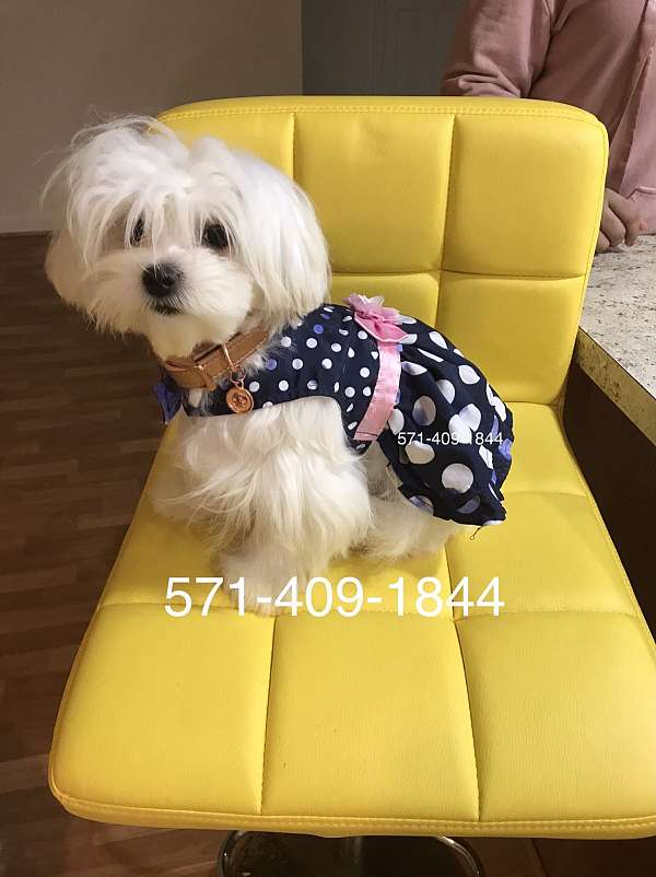 price-puppy