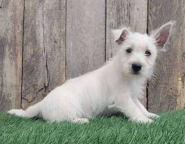 white-west-highland-terrier
