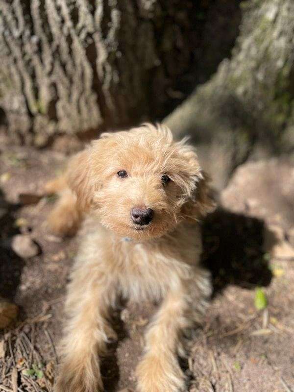 tri-colored-curly-haired-miniature-poodle