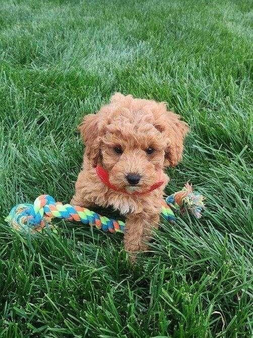 female-miniature-poodle-dog