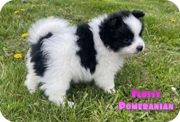 female-pomeranian-puppy