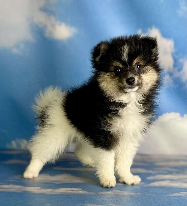 male-pomeranian-puppy