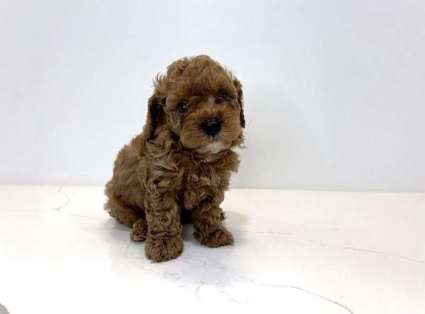 female-poodle-puppy