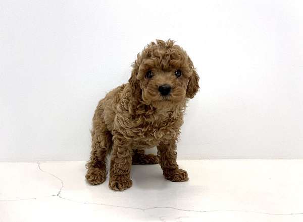 female-poodle-puppy