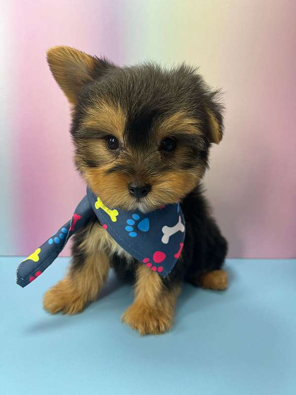 yorkie-puppy-for-sale-in-brooklyn