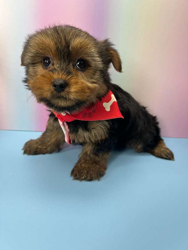 yorkie-puppy-for-sale-yorkshire-terrier