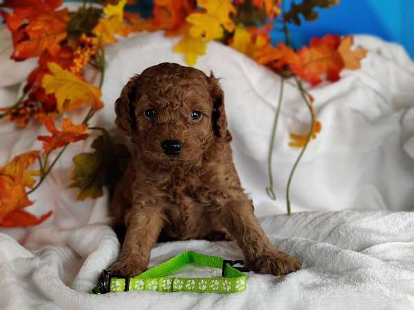 family-pet-miniature-poodle