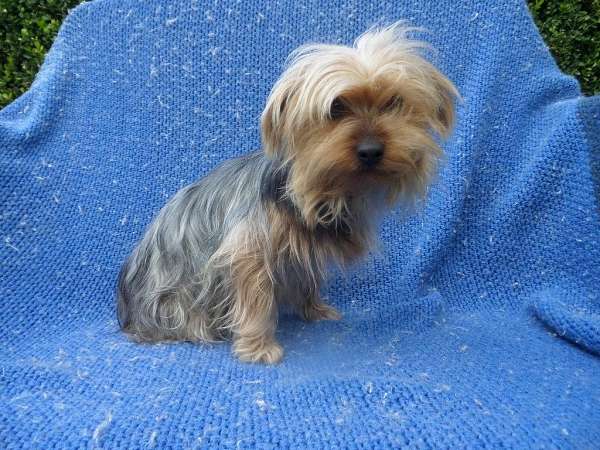male-yorkshire-terrier-dog