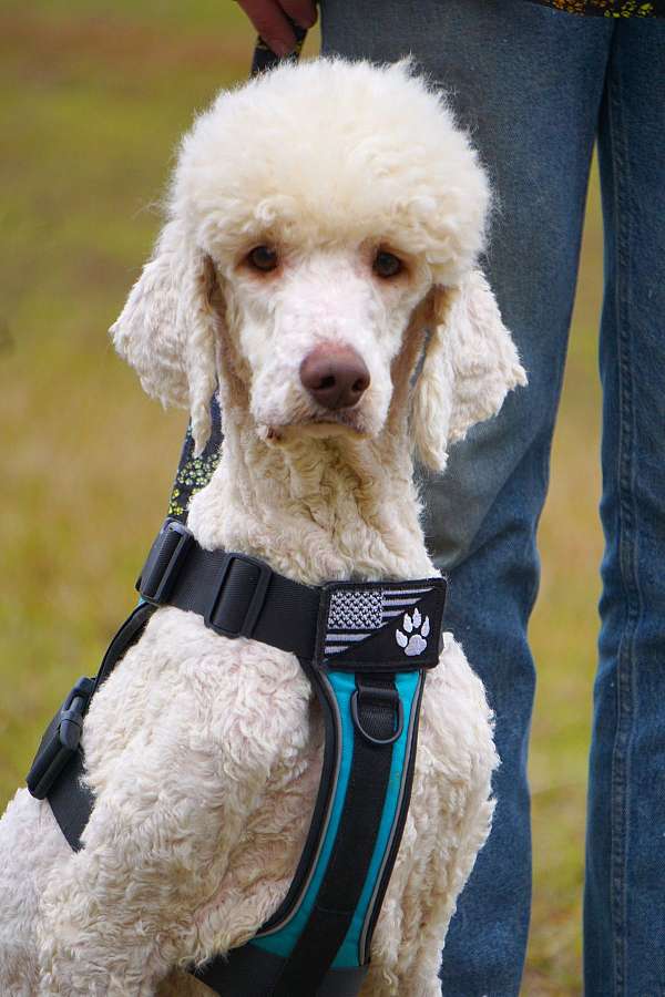 curly-haired-standard-poodle