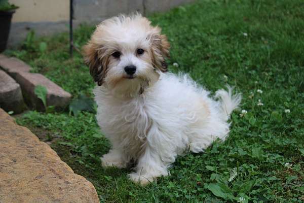 male-shih-tzu-puppy