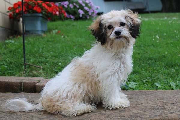 male-shih-tzu-puppy