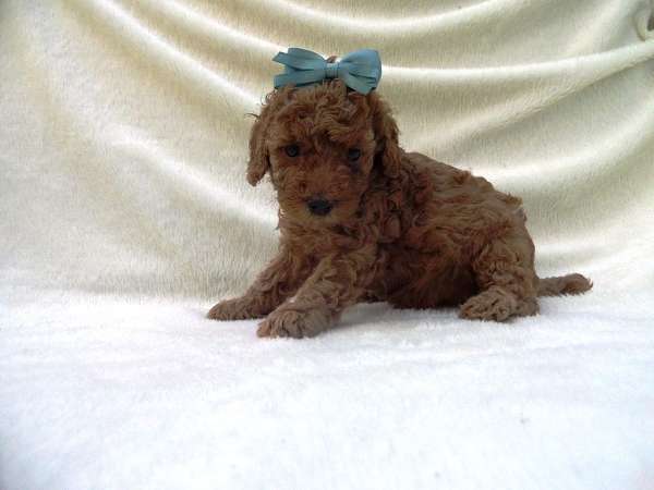 mahogany-red-poodle-toy-poodle
