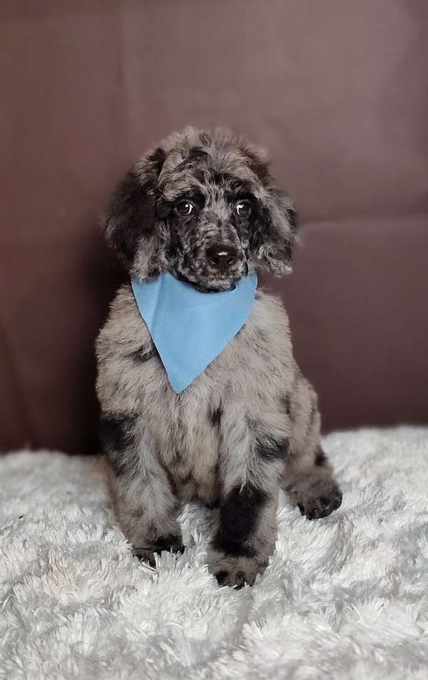 merle-curly-haired-standard-poodle