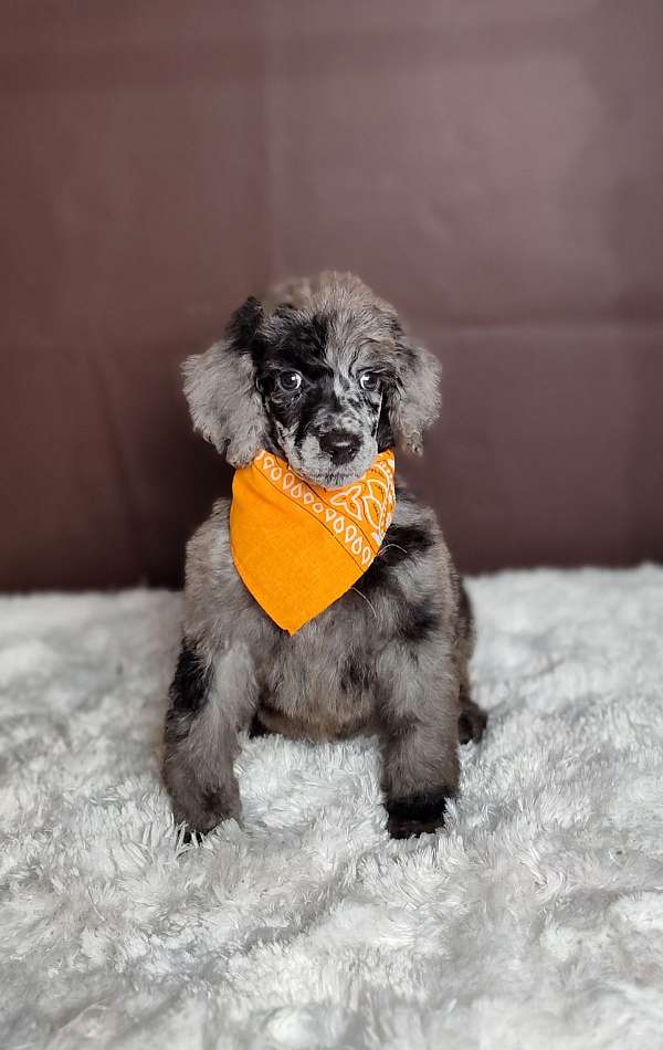 male-merle-curly-haired-standard-poodle