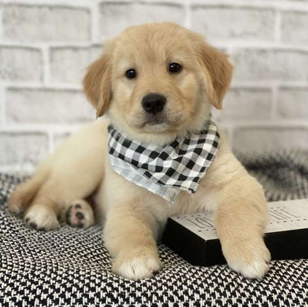 golden-retrieverpuppy-puppy