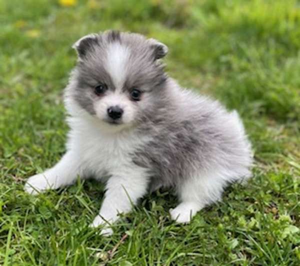 male-pomeranian-puppy