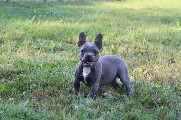 male-french-bulldog