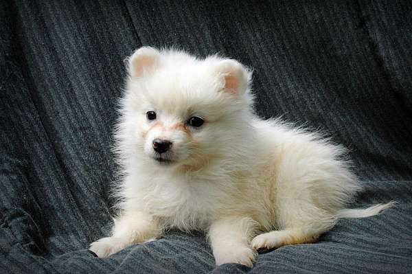 cute-puppy-american-eskimo