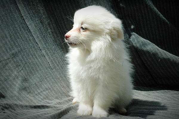 double-coated-american-eskimo