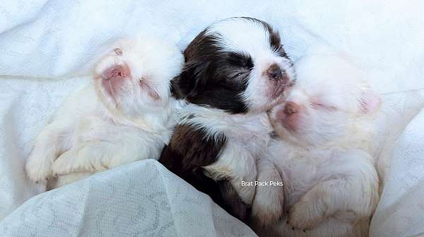 family-puppy-pekingese