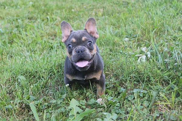 male-french-bulldog