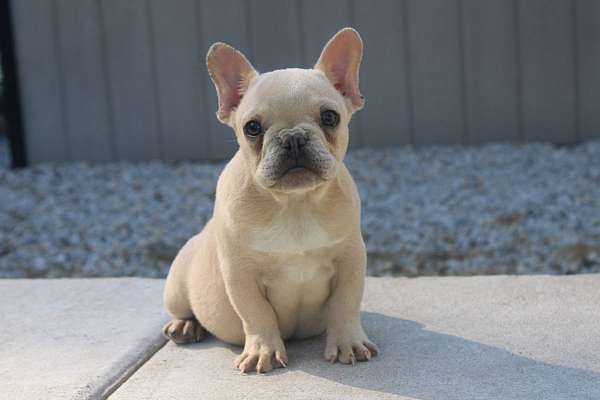 female-french-bulldog