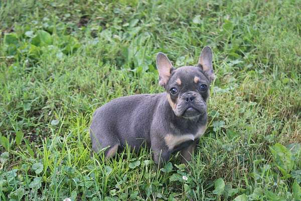 female-french-bulldog