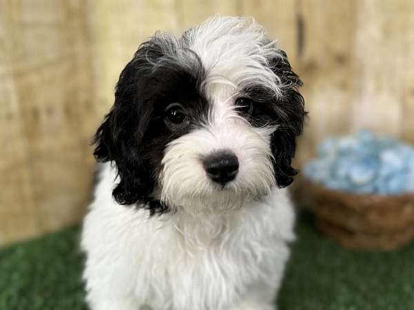 male-shih-poo-puppy