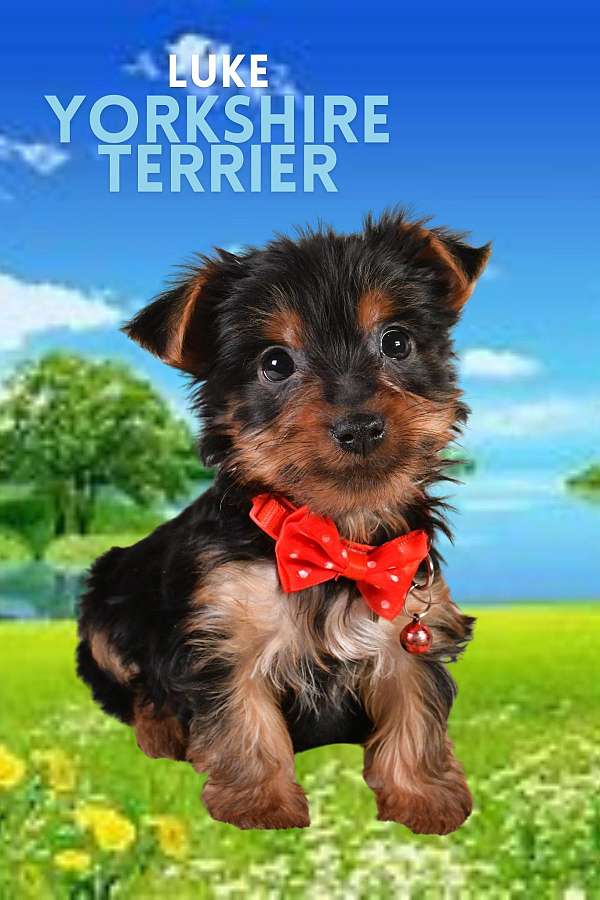 Luke male ACA Yorkshire Terrier