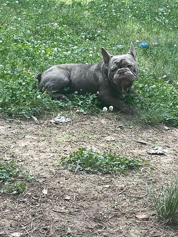 male-french-bulldog