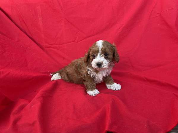 Playful Red Maltese-poodle Puppies