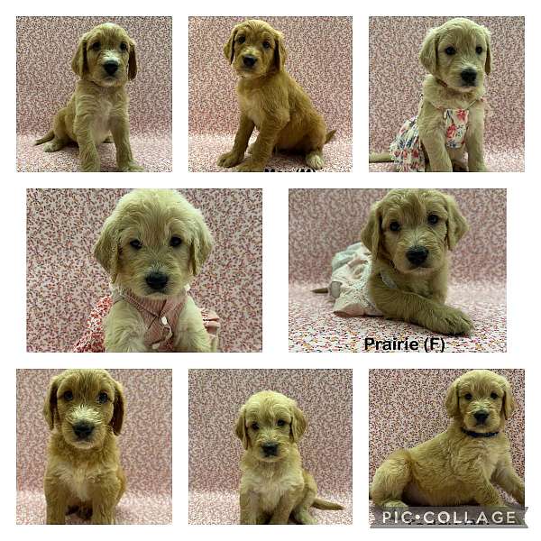 female-goldendoodle-puppy