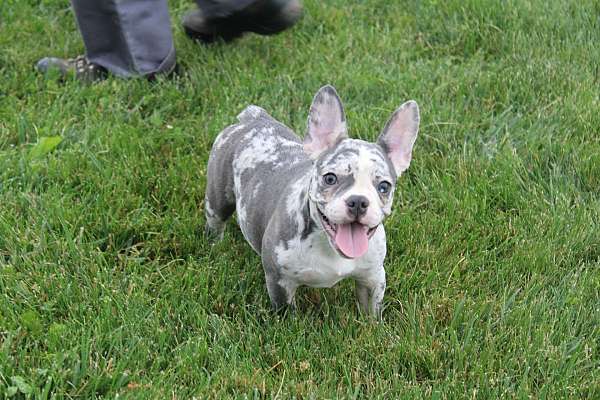 female-french-bulldog