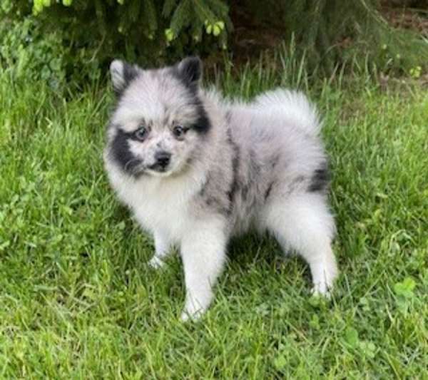 female-pomeranian-puppy