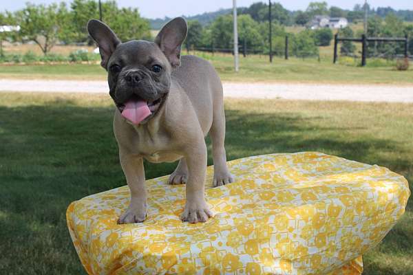 male-french-bulldog