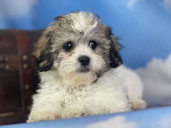 female-shih-tzu-puppy