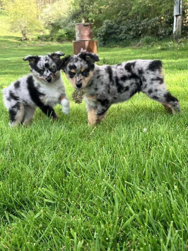 Toy Australian Shepherd