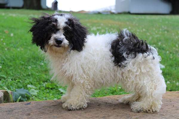 male-shih-tzu-puppy