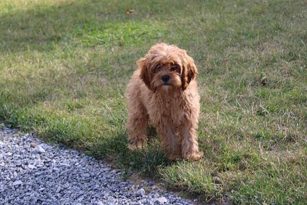 male-cavapoo-puppy