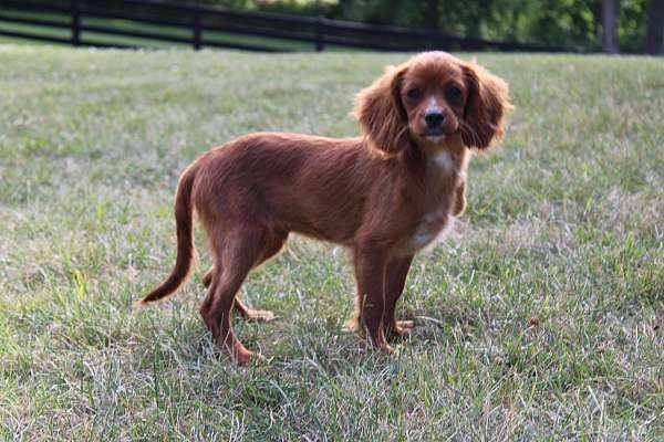 male-cavapoo-puppy