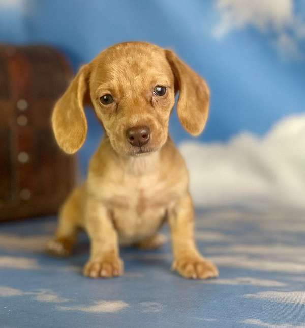 female-dachshund-puppy