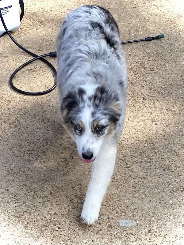 double-coated-australian-shepherd