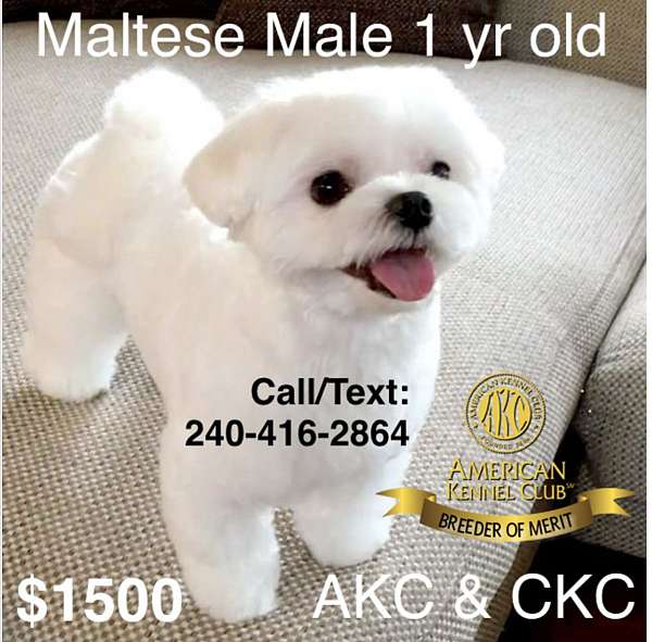 purebred-akc-dog