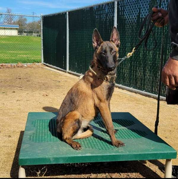 female-belgian-malinois-dog