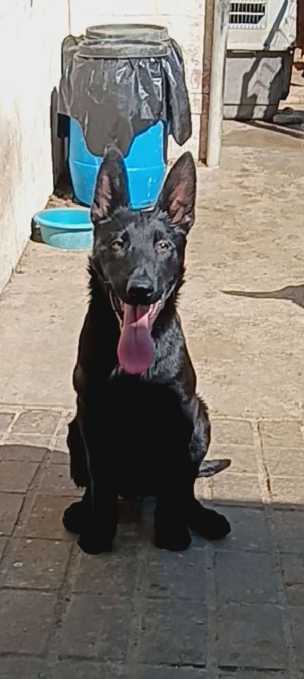 black-fawn-belgian-malinois