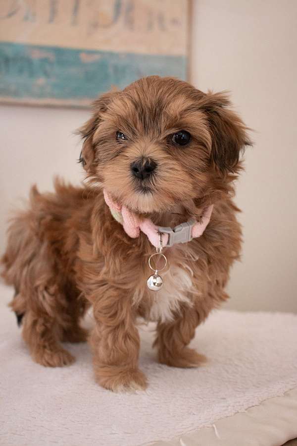 female-havanese-puppy