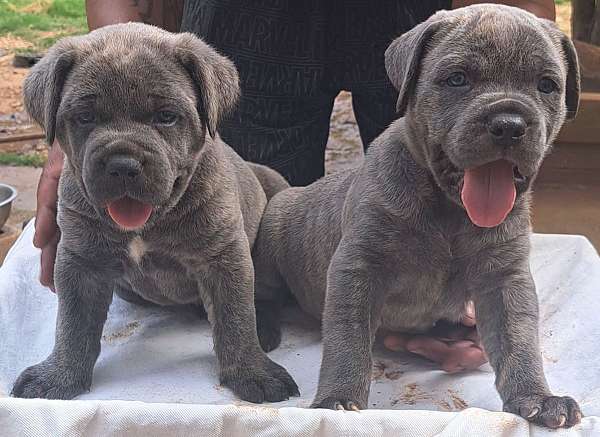 male-cane-corso-dog