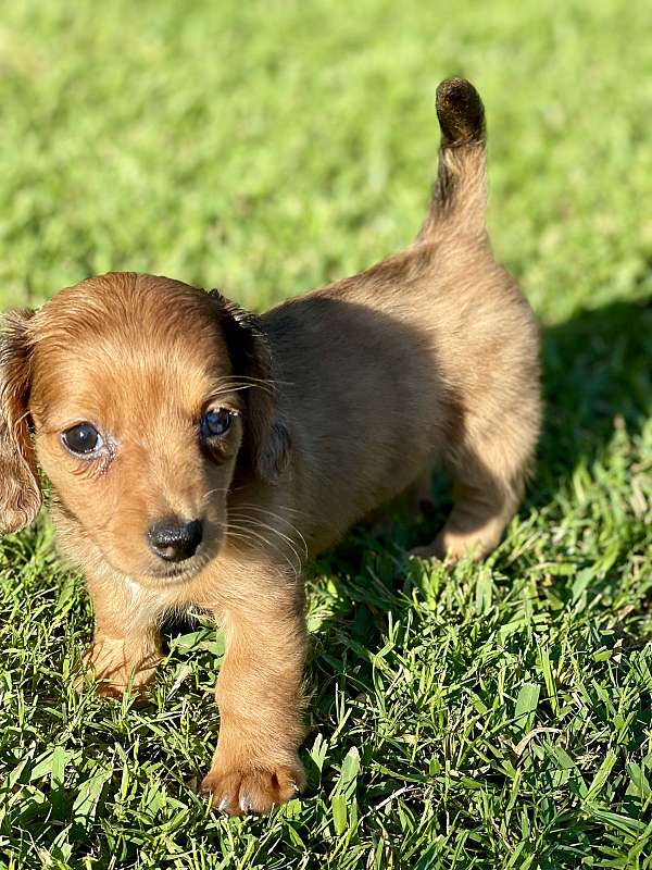 red-dachshund